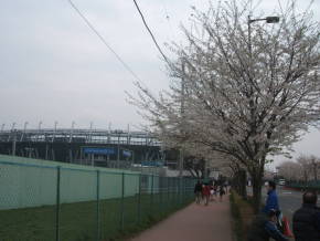 桜の花と味の素スタジアム