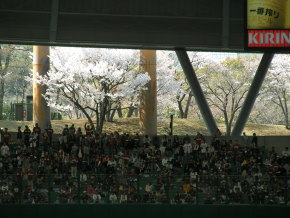 三塁側外野席から見える桜の花