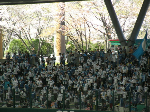 桜の花びら舞い散る西武ドーム 埼玉西武ライオンズファンたちの応援